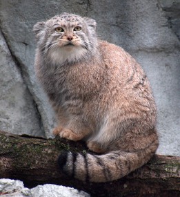Кот Нирвана (ч. 2)