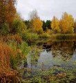 Боровое Матюшино. Осень Боровое Матюшино. Осень